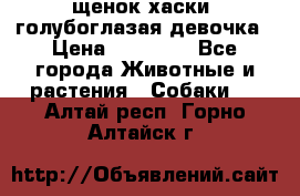 щенок хаски  голубоглазая девочка › Цена ­ 12 000 - Все города Животные и растения » Собаки   . Алтай респ.,Горно-Алтайск г.